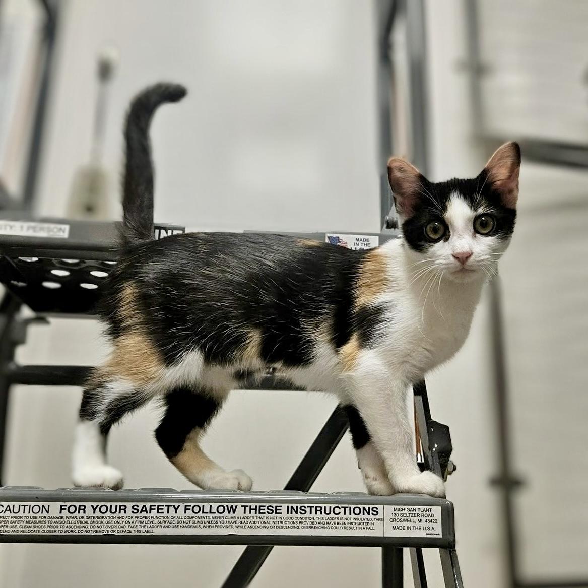 Enlarge Grapenut, a Adoptable Domestic Short Hair in Apex, NC image 2/6