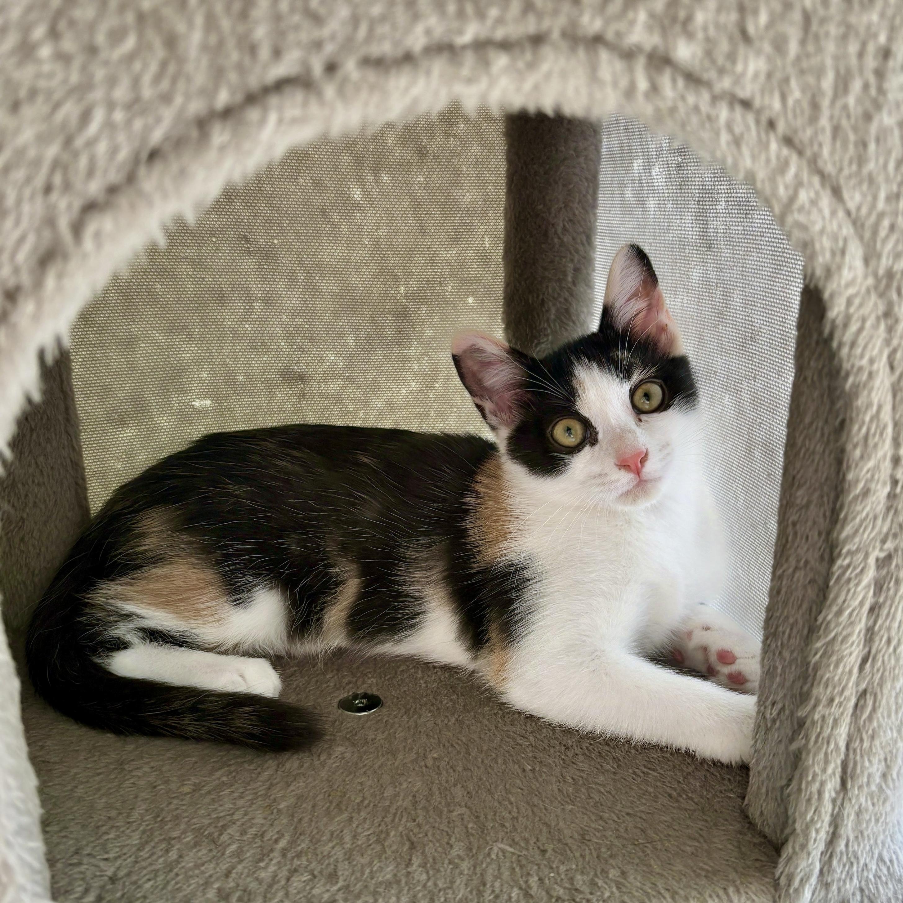 Enlarge Grapenut, a Adoptable Domestic Short Hair in Apex, NC image 4/6