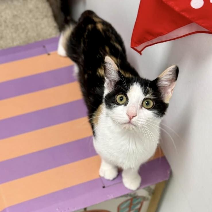 Enlarge Grapenut, a Adoptable Domestic Short Hair in Apex, NC image 6/6