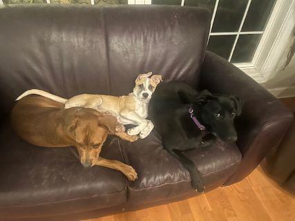 Enlarge Zorro, a Adoptable mixed breed in Schaumburg, IL image 2/6