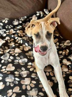 Enlarge Zorro, a Adoptable mixed breed in Schaumburg, IL image 3/6