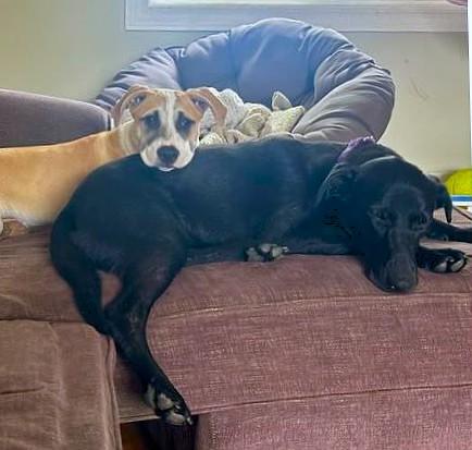 Enlarge Zorro, a Adoptable mixed breed in Schaumburg, IL image 4/6