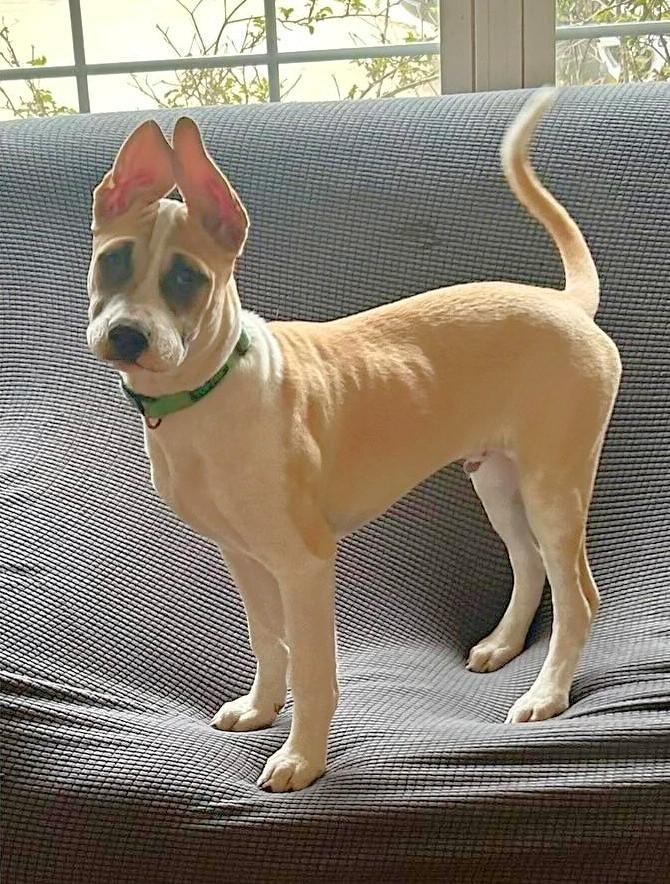 Enlarge Zorro, a Adoptable mixed breed in Schaumburg, IL image 6/6