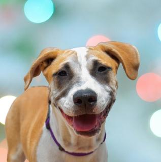 Enlarge Zorro, a Adoptable mixed breed in Schaumburg, IL image 1/6