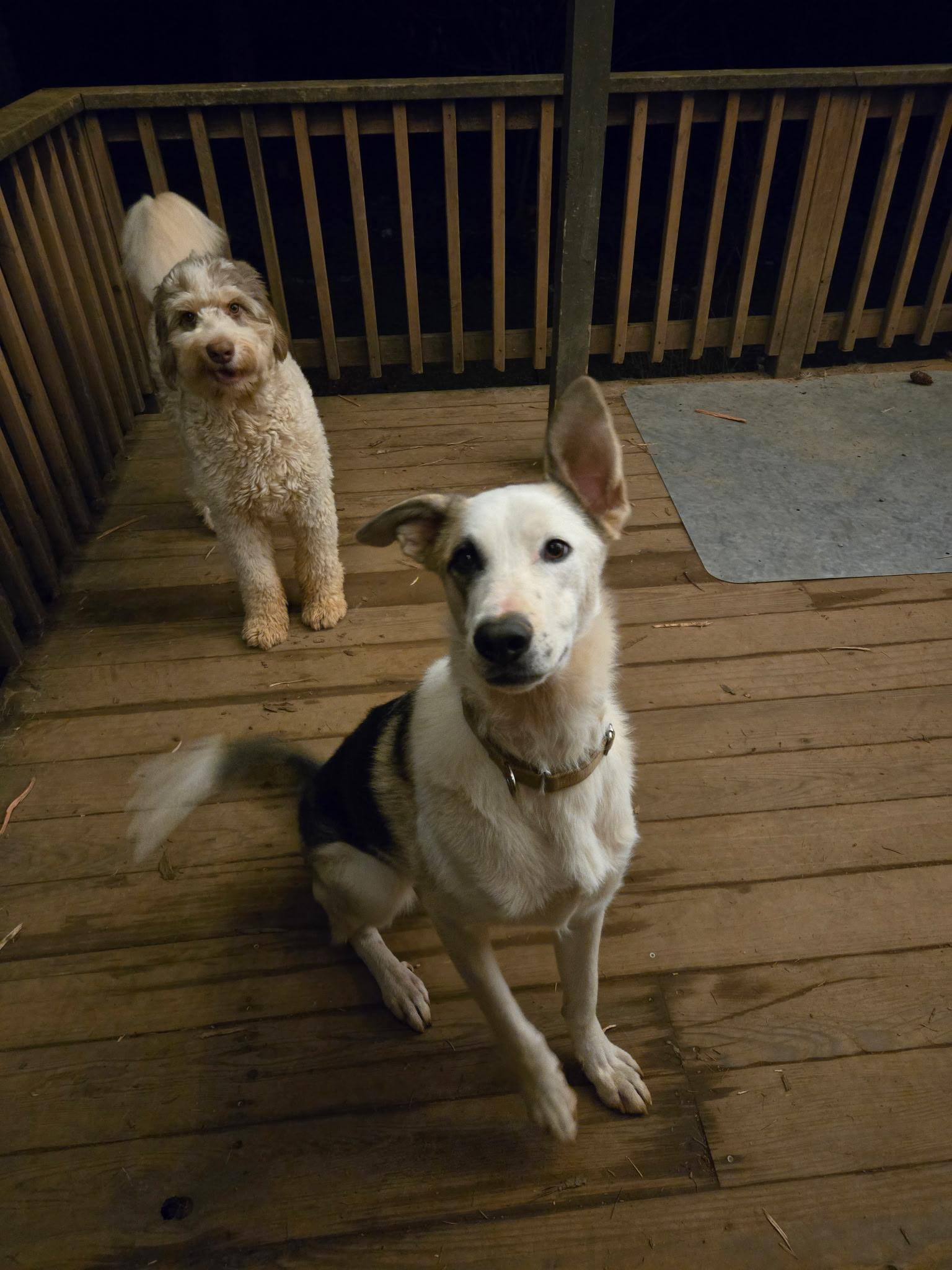 Enlarge Lilith, a Adopted mixed breed in Georgetown , CA image 1/2