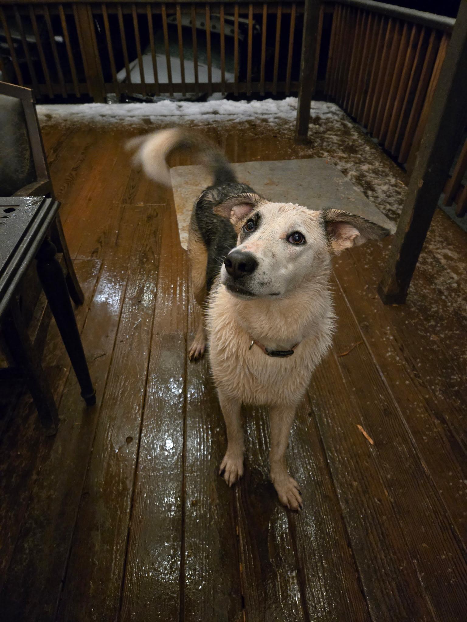 Enlarge Lilith, a Adopted mixed breed in Georgetown , CA image 2/2