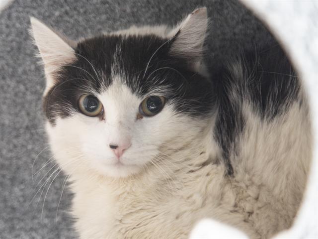 Enlarge ALANA, a Adoptable Domestic Short Hair in Phoenix, AZ image 1/1