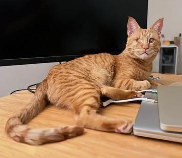 Aslan, Adoptable, Adult Male Domestic Short Hair & Tabby.