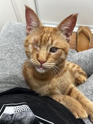 Enlarge Aslan, a Adoptable mixed breed in San Francisco, CA image 2/6
