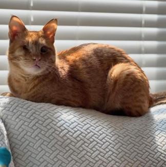 Enlarge Aslan, a Adoptable mixed breed in San Francisco, CA image 3/6