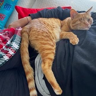 Enlarge Aslan, a Adoptable mixed breed in San Francisco, CA image 4/6