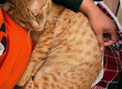 Enlarge Aslan, a Adoptable mixed breed in San Francisco, CA image 5/6