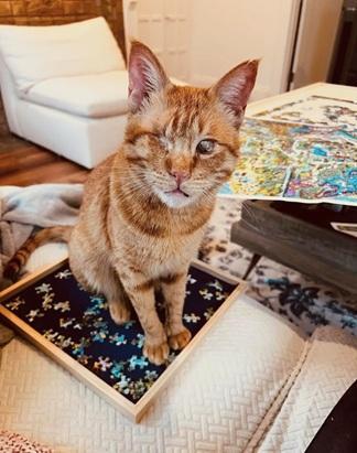 Enlarge Aslan, a Adoptable mixed breed in San Francisco, CA image 6/6