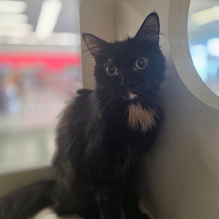 Enlarge LUCIA, a ADOPTABLE Domestic Medium Hair in Schnecksville, PA image 4/4