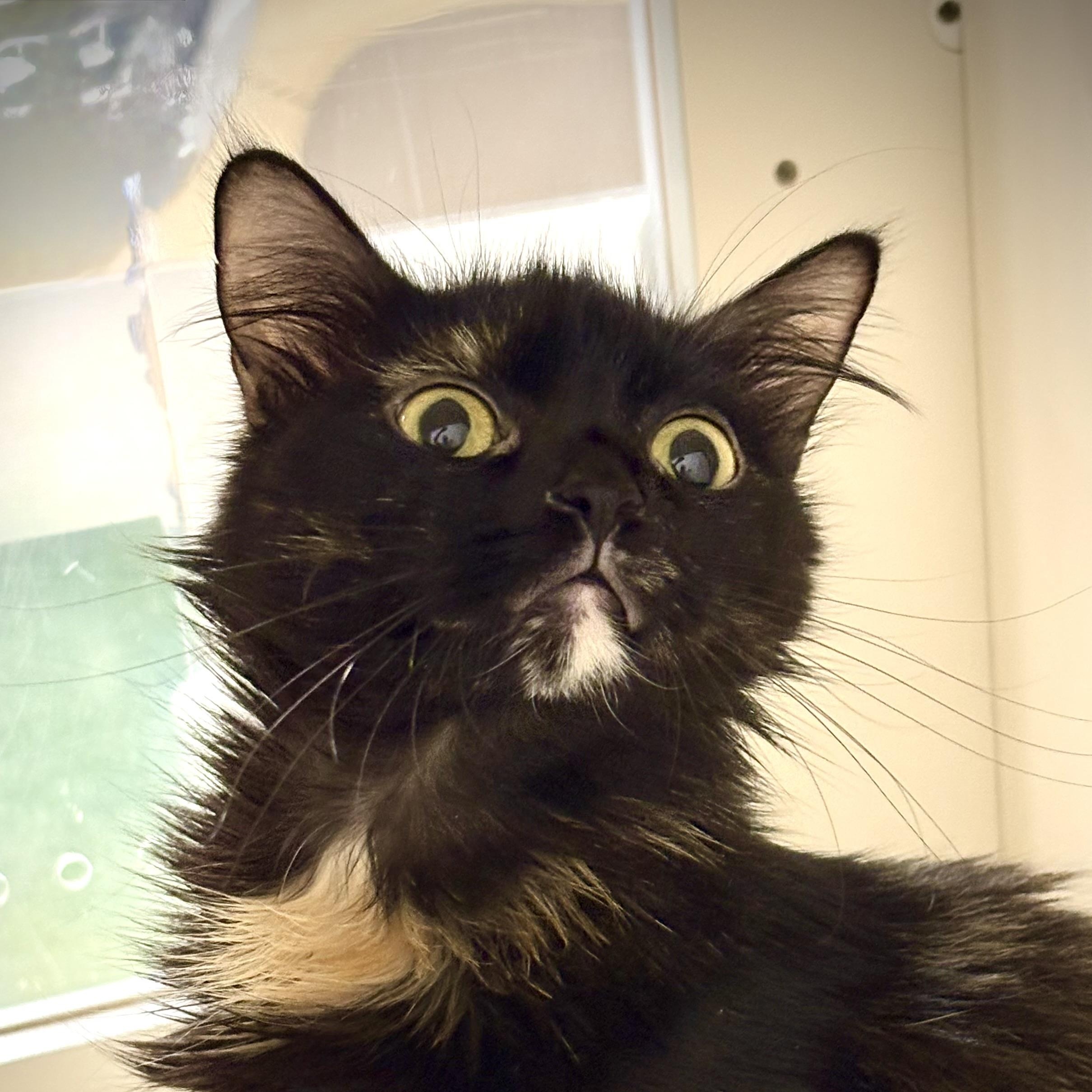 Enlarge LUCIA, a ADOPTABLE Domestic Medium Hair in Schnecksville, PA image 3/4