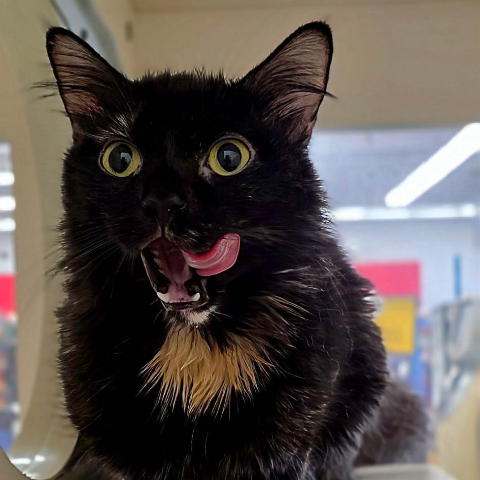 Enlarge LUCIA, a ADOPTABLE Domestic Medium Hair in Schnecksville, PA image 1/4