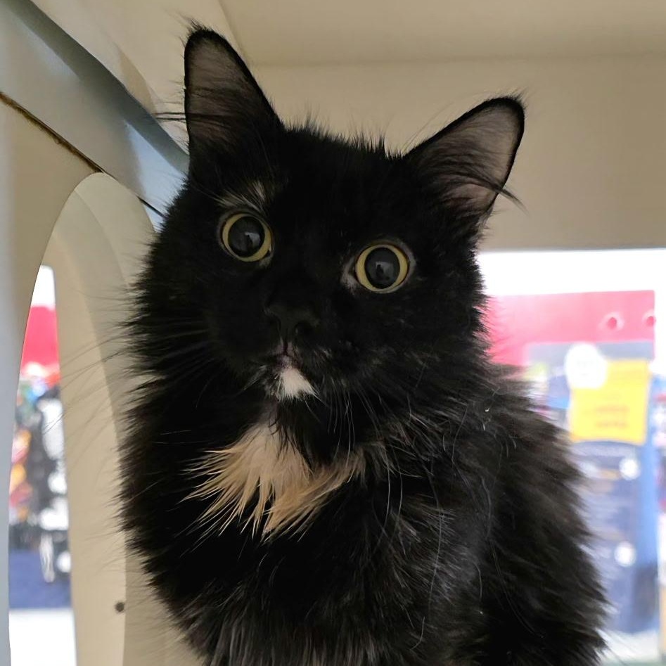 Enlarge LUCIA, a ADOPTABLE Domestic Medium Hair in Schnecksville, PA image 2/4