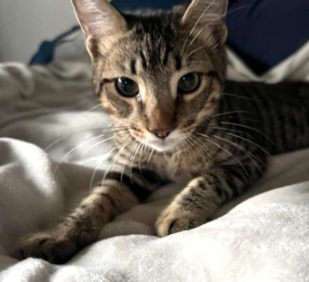 Jasper #car-stowaway