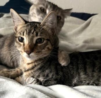 Jasper #car-stowaway