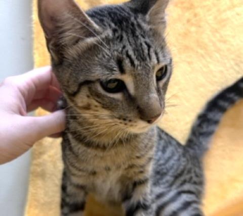 Jasper #car-stowaway