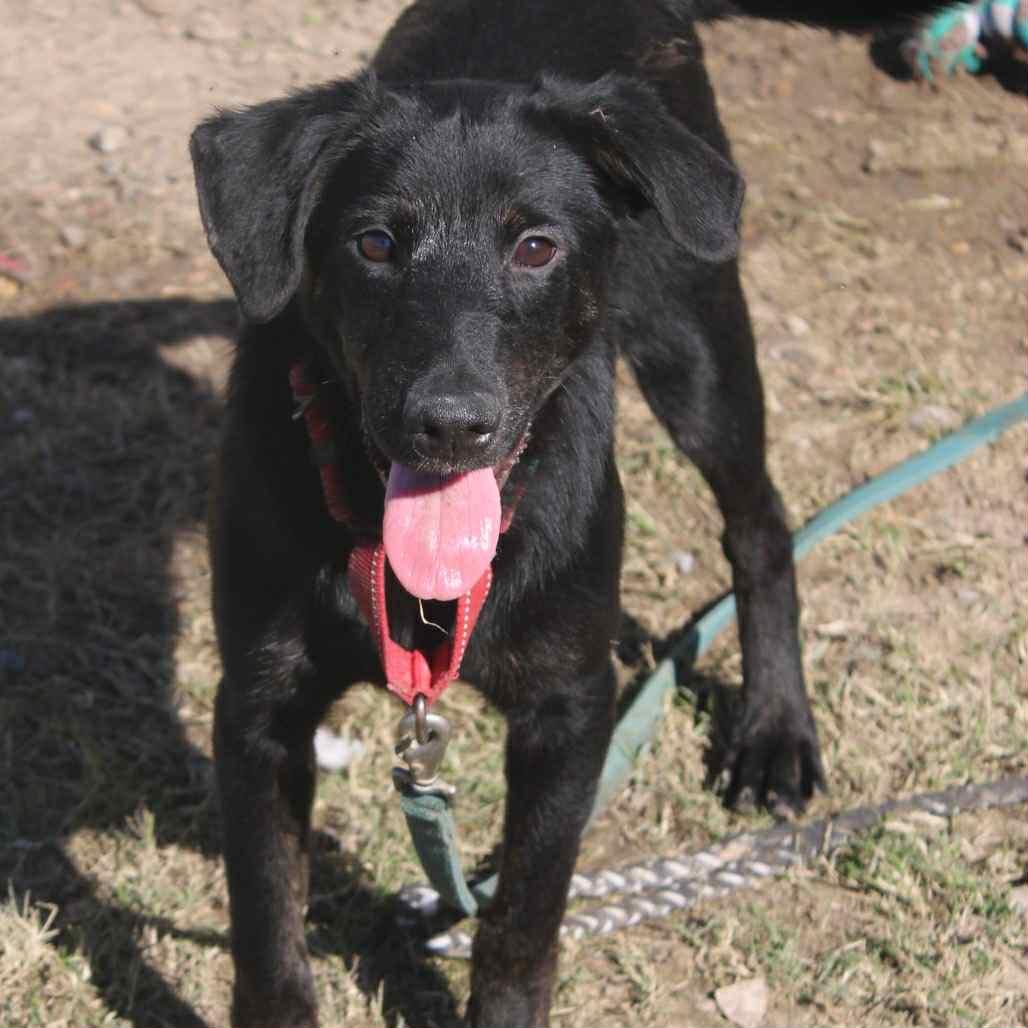 Ed in NH! Come Meet our Adoptable Dogs! More info in Bio, Adoptable, Young Male Labrador Retriever.