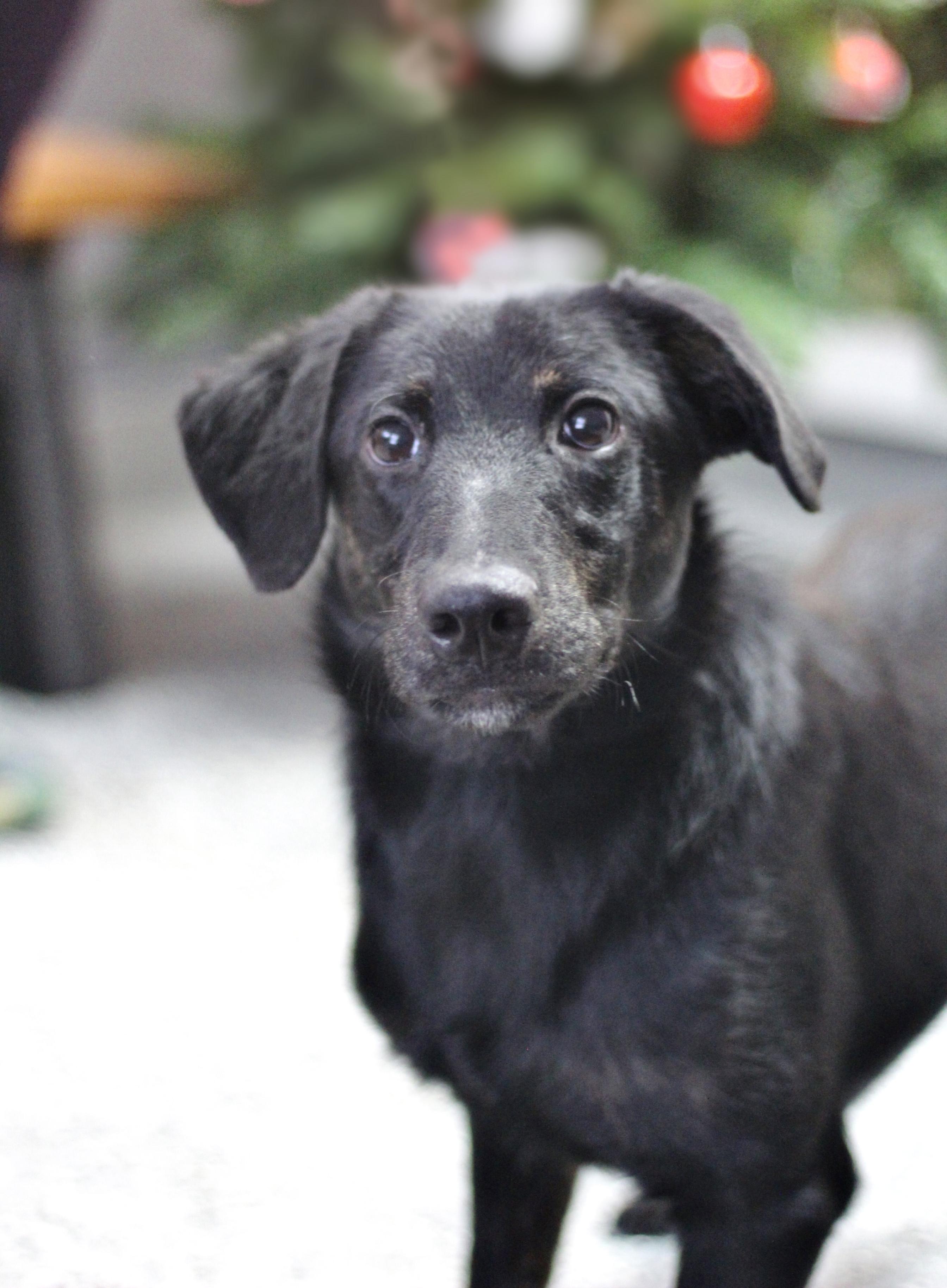 Ed in NH! Come Meet our Adoptable Dogs! More info in Bio, a Adoptable mixed breed in Manchester, NH image 2/2