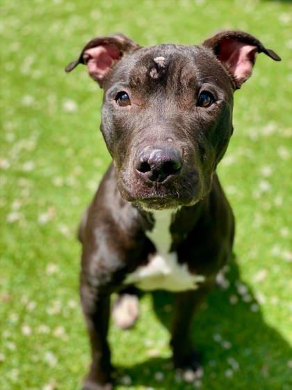 Enlarge Susie, a Adoptable mixed breed in Munster, IN image 1/1