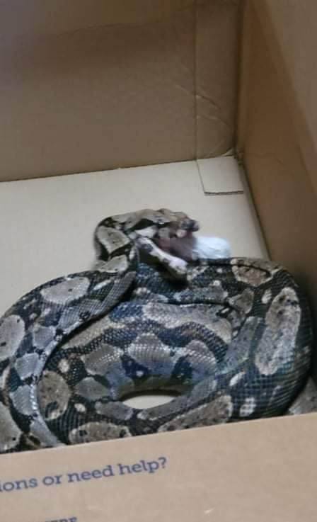 Nashville, Adopted, Adult Unknown Boa.