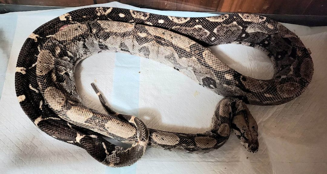 Enlarge Nashville, a Adopted Boa in Nashville, TN image 2/2