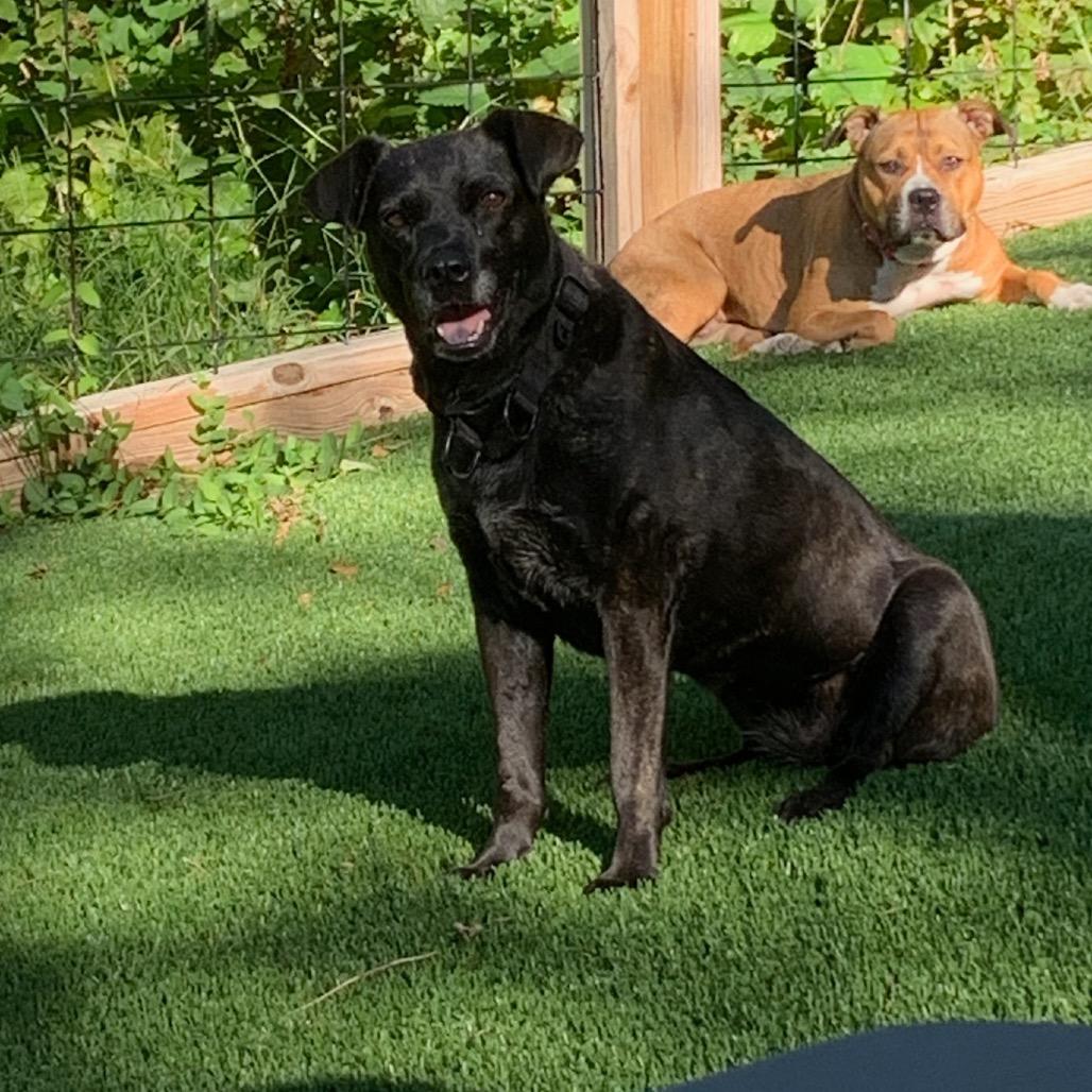 Enlarge Grimes, a Adoptable Black Labrador Retriever in Glenwood Springs, CO image 1/6