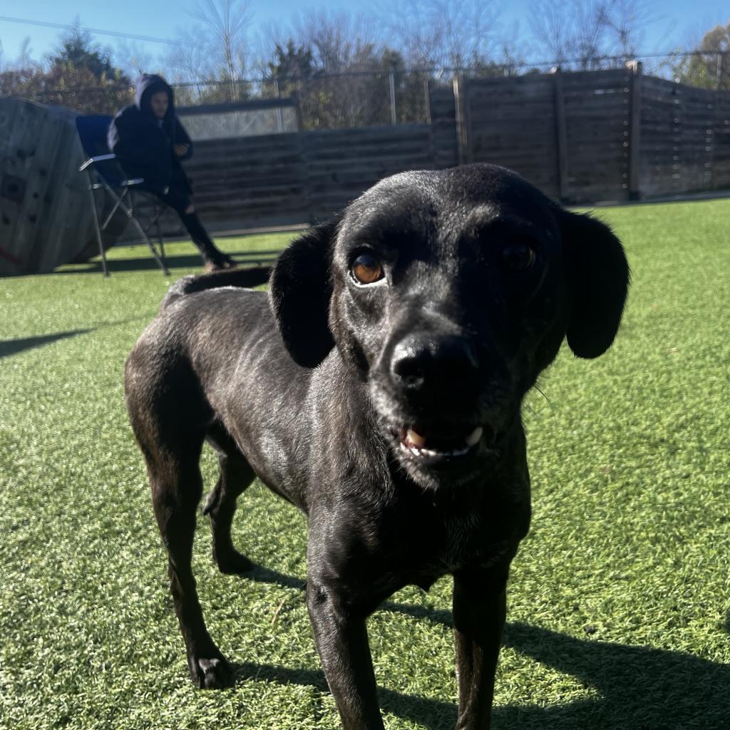 Enlarge Grimes, a Adoptable Black Labrador Retriever in Glenwood Springs, CO image 2/6