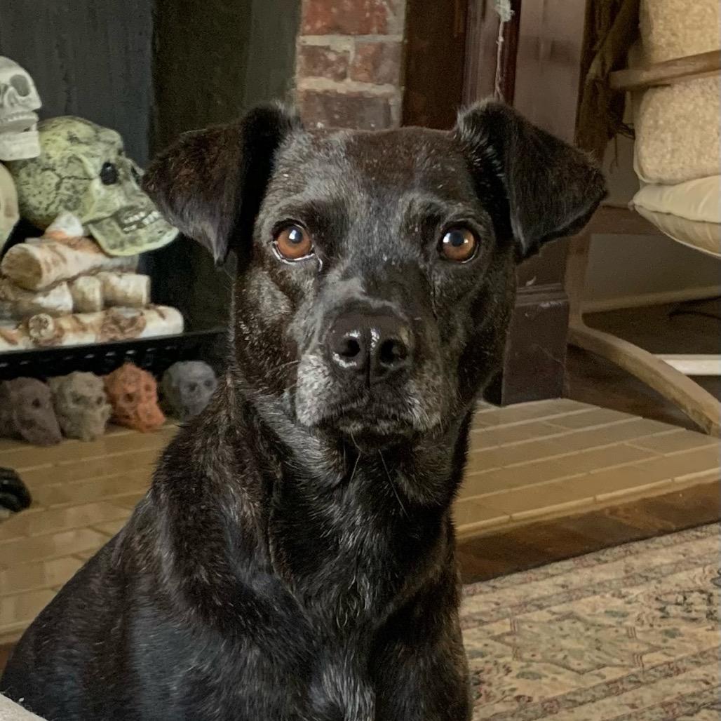 Enlarge Grimes, a Adoptable Black Labrador Retriever in Glenwood Springs, CO image 3/6