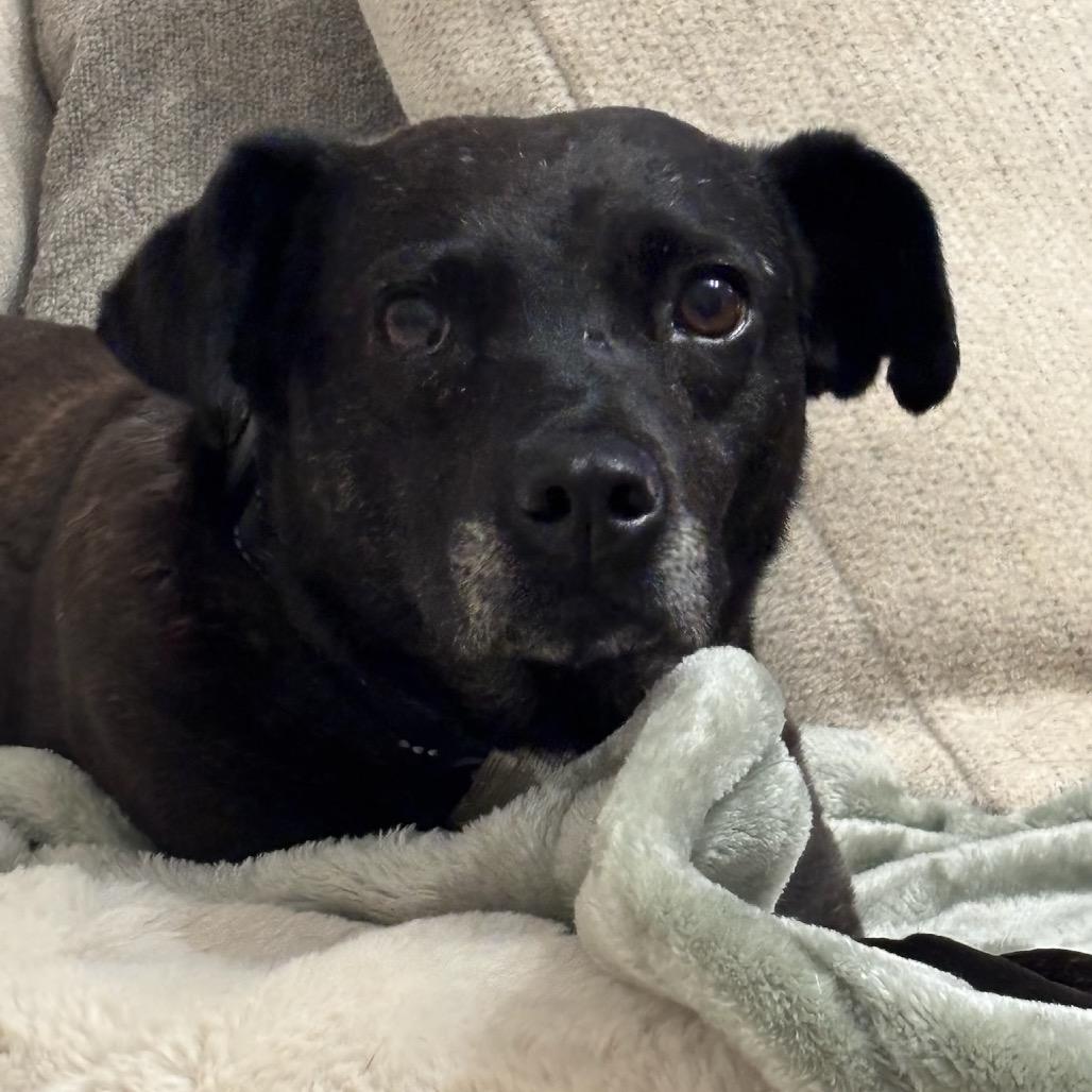 Enlarge Grimes, a Adoptable Black Labrador Retriever in Glenwood Springs, CO image 4/6