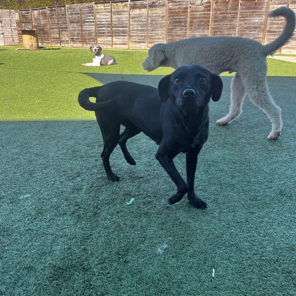 Enlarge Grimes, a Adoptable Black Labrador Retriever in Glenwood Springs, CO image 6/6
