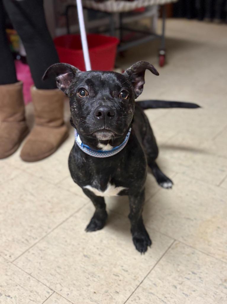 Enlarge Shaquille O'Neal, a Adopted mixed breed in Chillicothe, OH image 1/1