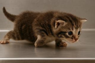 Turkey, Adoptable, Kitten Male Domestic Short Hair & Domestic Short Hair.