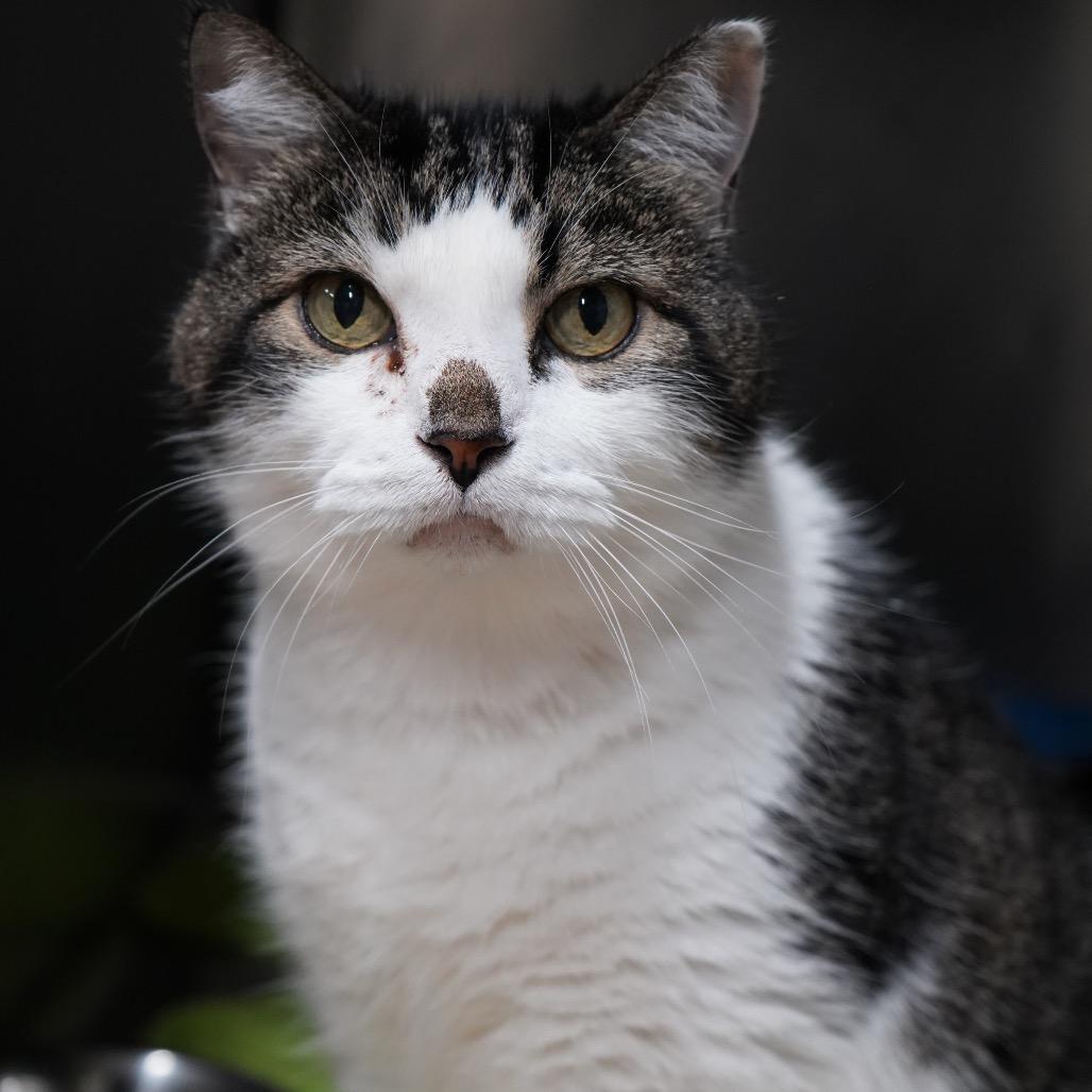 Po' Boy — thumbnail 2