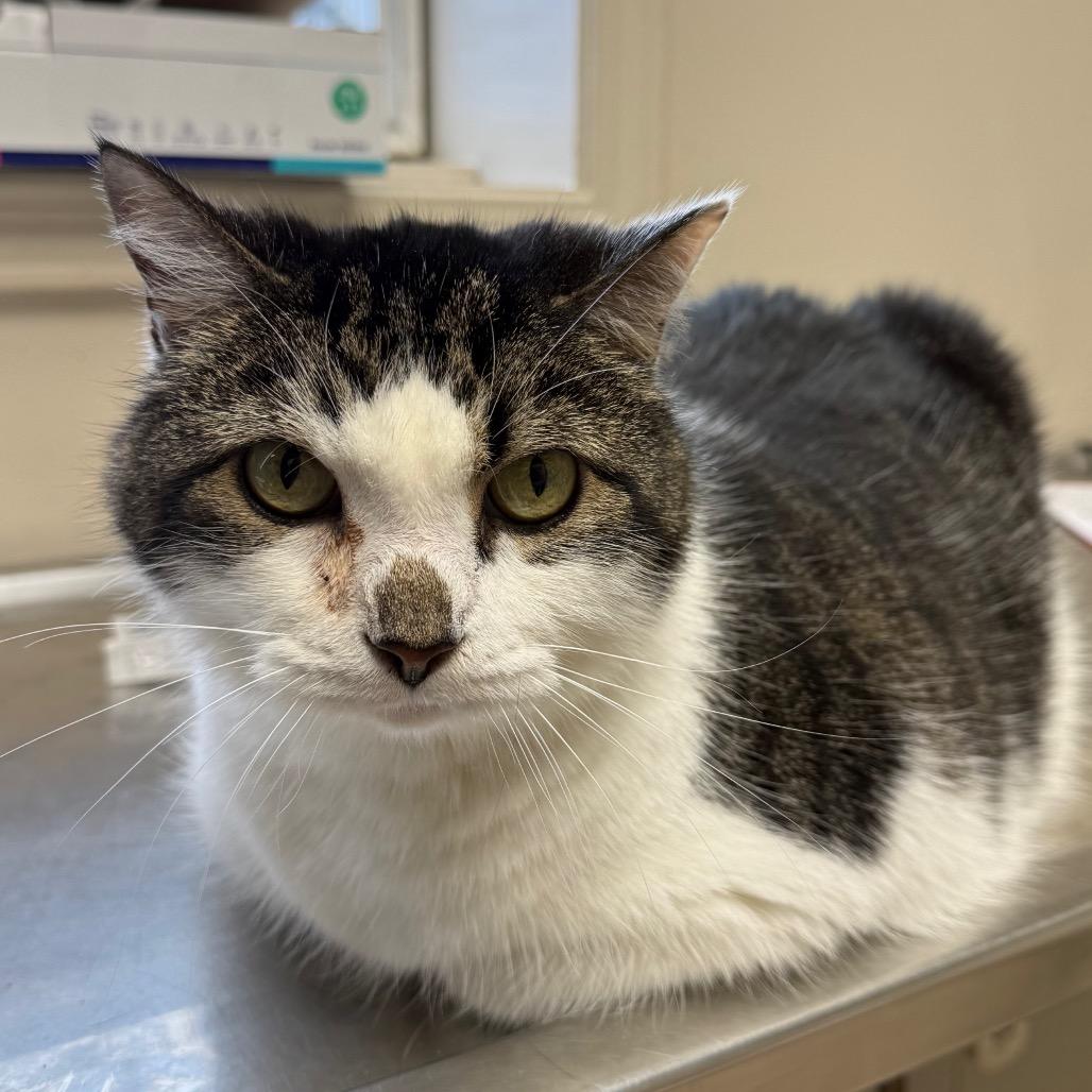 Po' Boy — thumbnail 3