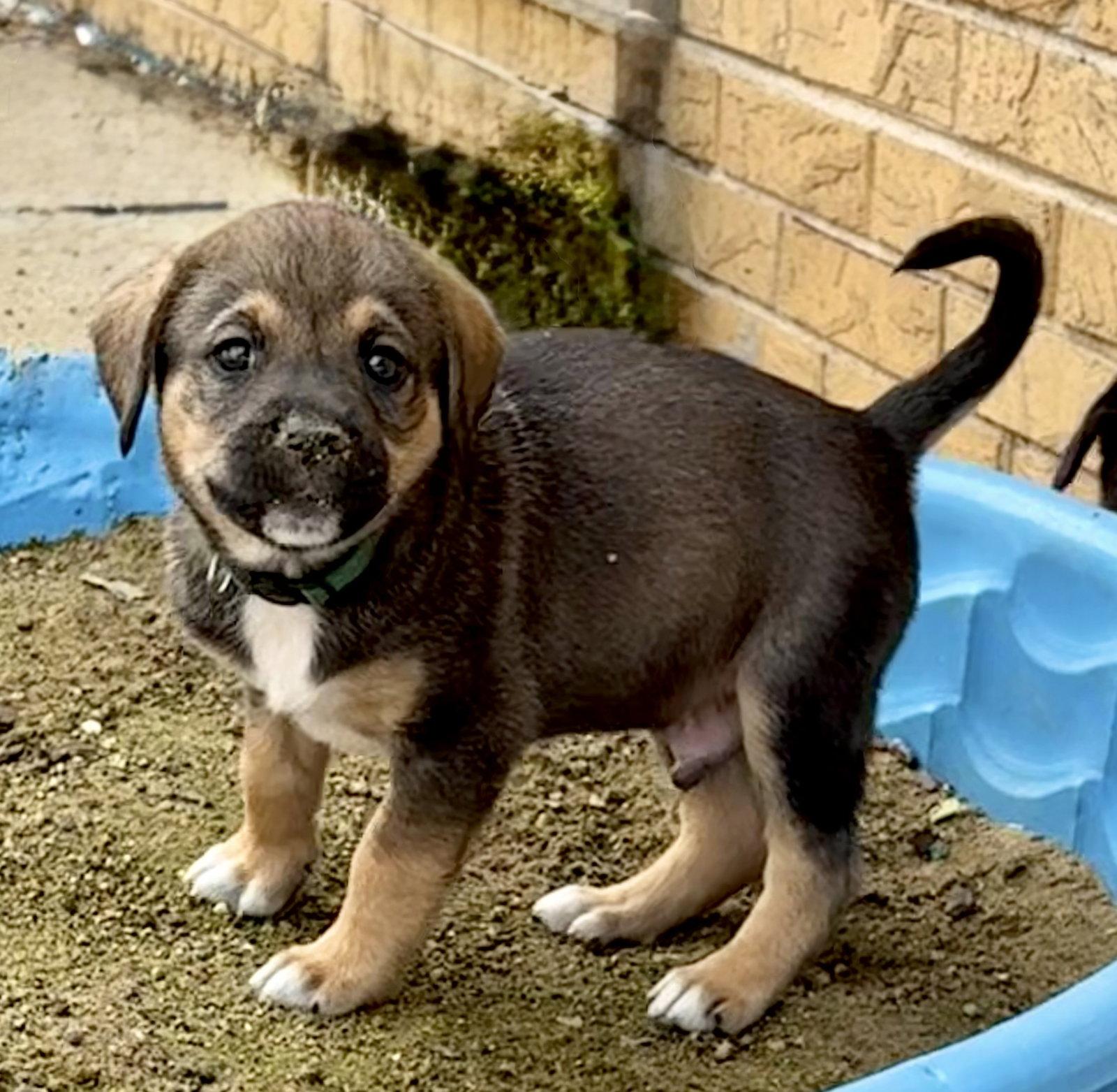 Juice, Adoptable, Puppy Male Shepherd & Beagle.