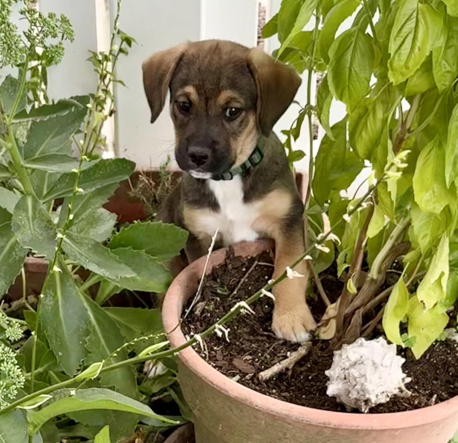 Juice, a Adoptable mixed breed in Hillside, IL image 2/3