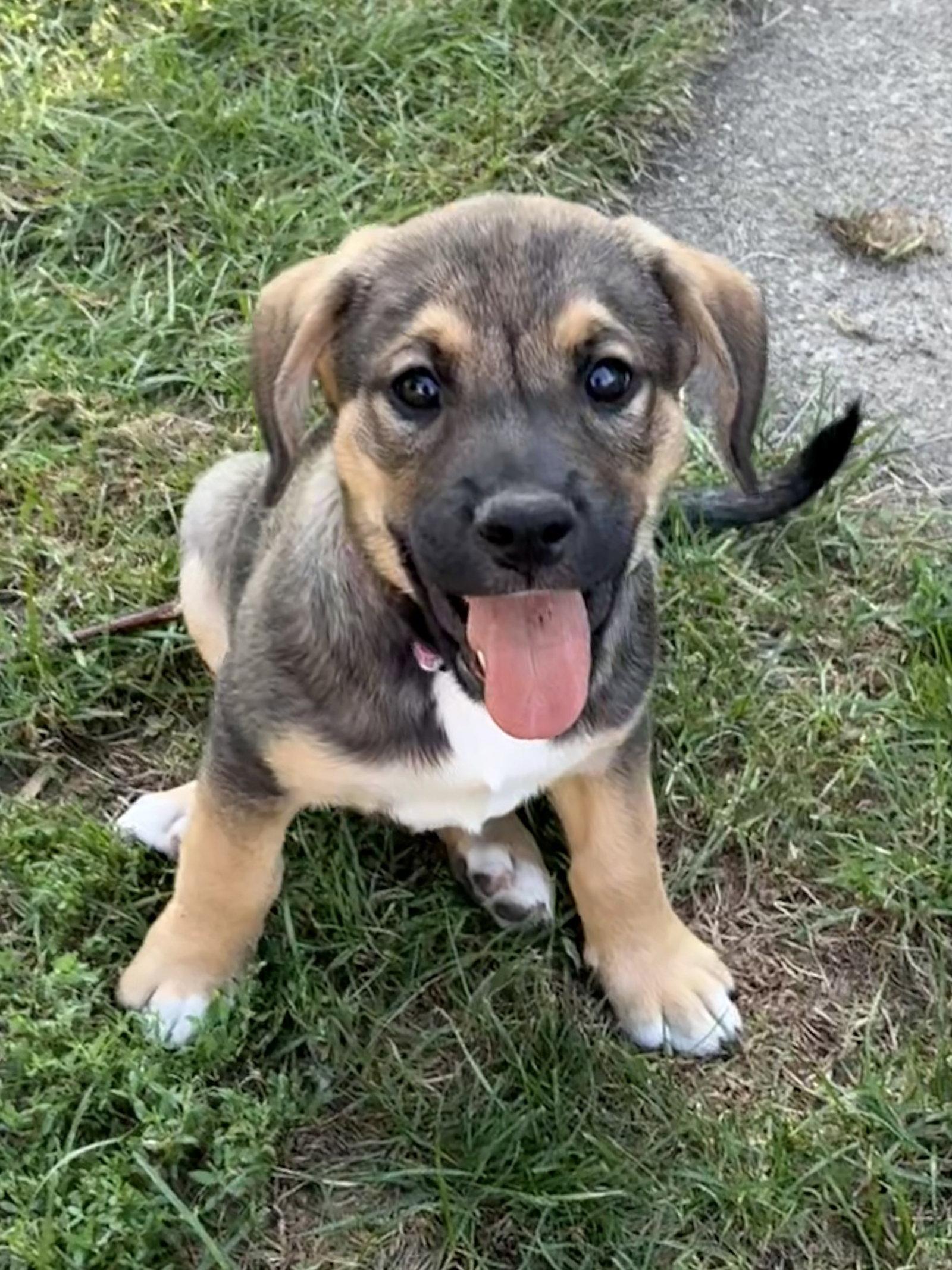 Juice, a Adoptable mixed breed in Hillside, IL image 3/3