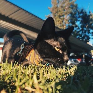 Enlarge Simba (female), a Adoptable Domestic Short Hair in Lodi, CA image 4/6