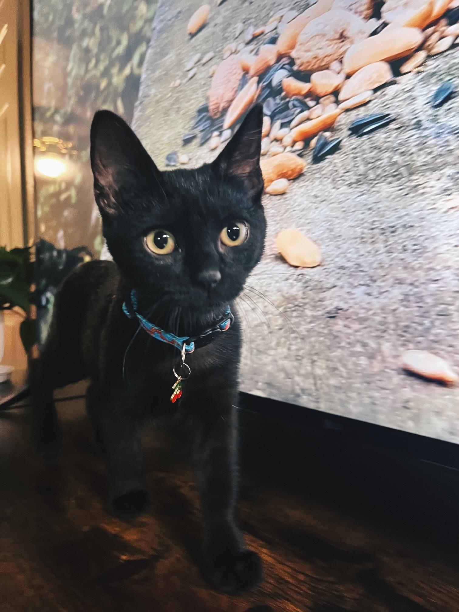 Enlarge Simba (female), a Adoptable Domestic Short Hair in Lodi, CA image 5/6