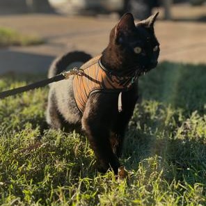 Enlarge Simba (female), a Adoptable Domestic Short Hair in Lodi, CA image 1/6