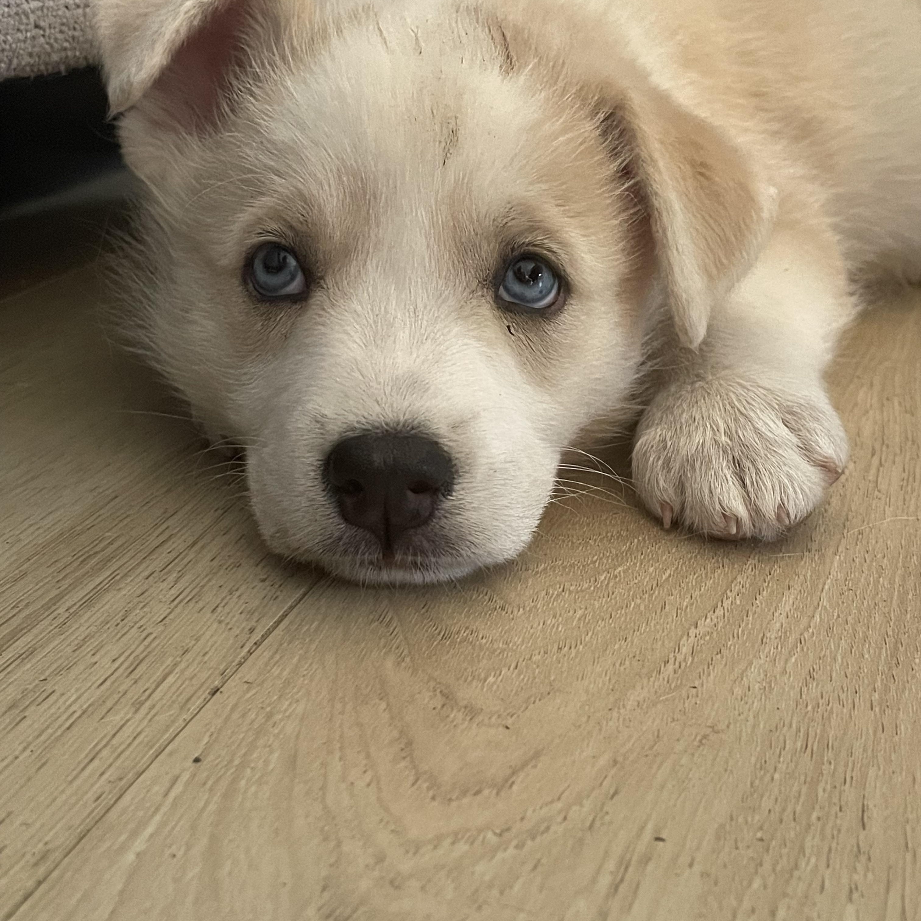 Fly, an adoptable Mixed Breed in Saskatoon, SK, S7H 0W2 | Photo Image 1