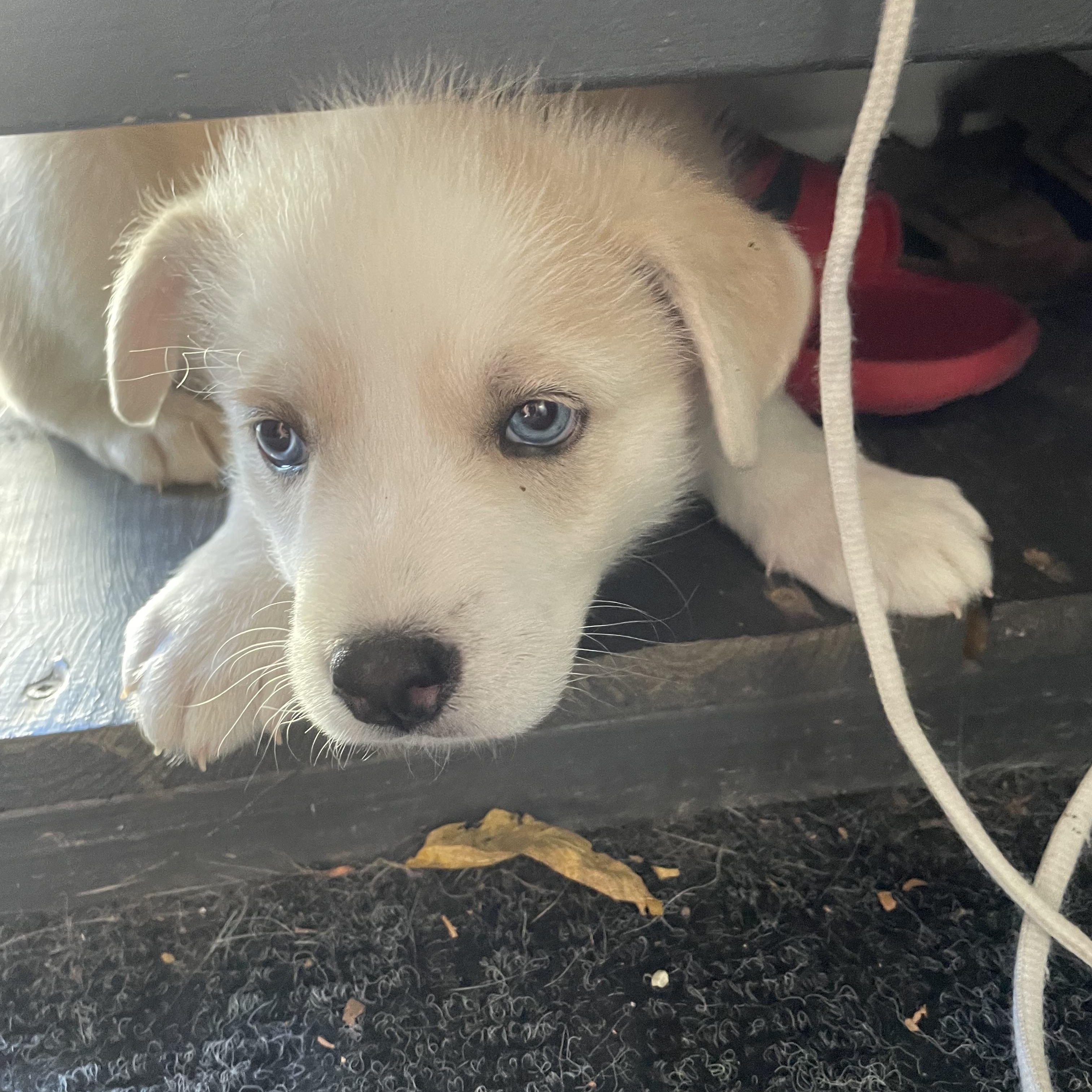 Fly, an adoptable Mixed Breed in Saskatoon, SK, S7H 0W2 | Photo Image 2