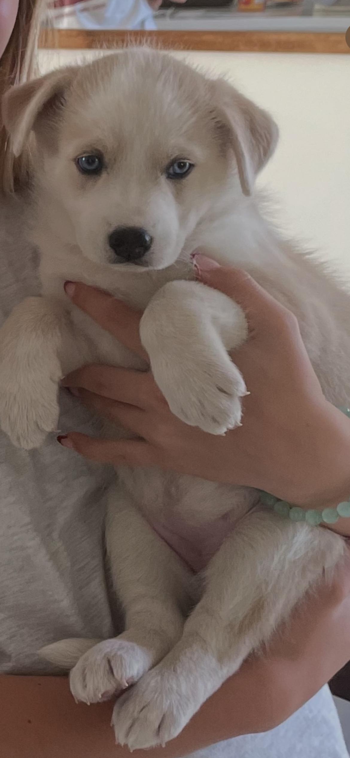 Fly, an adoptable Mixed Breed in Saskatoon, SK, S7H 0W2 | Photo Image 3