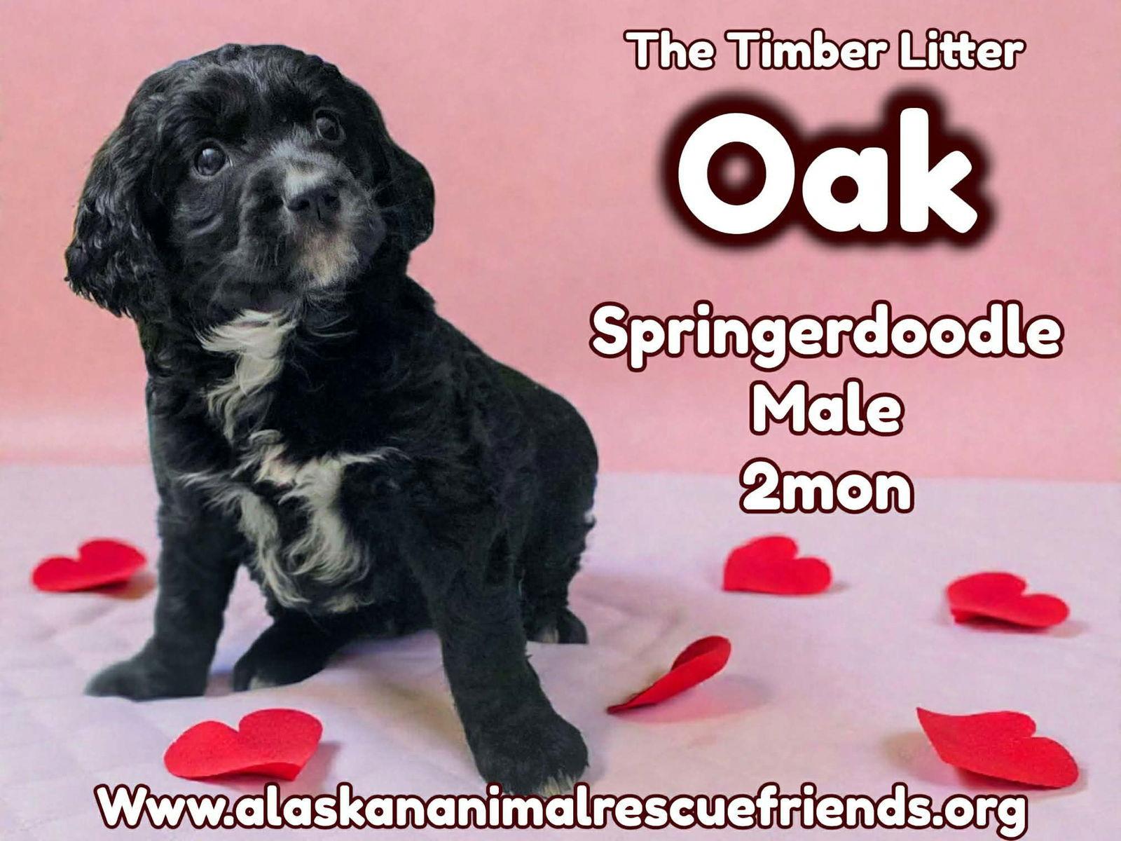 Timber Litter - Oak, Adopted, Young Male English Springer Spaniel & Poodle.