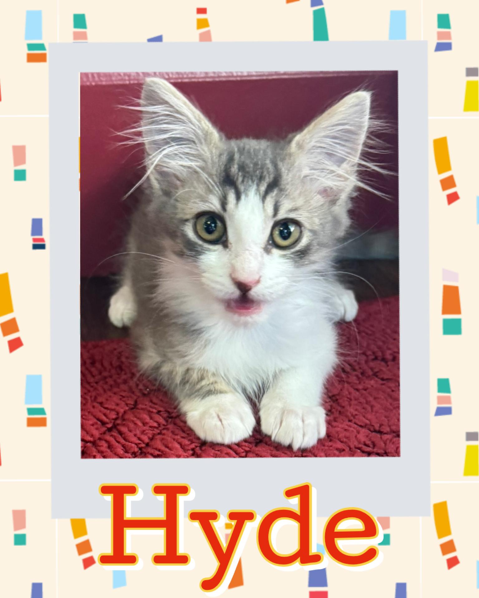 Hyde, adopted, Kitten Male Tabby.