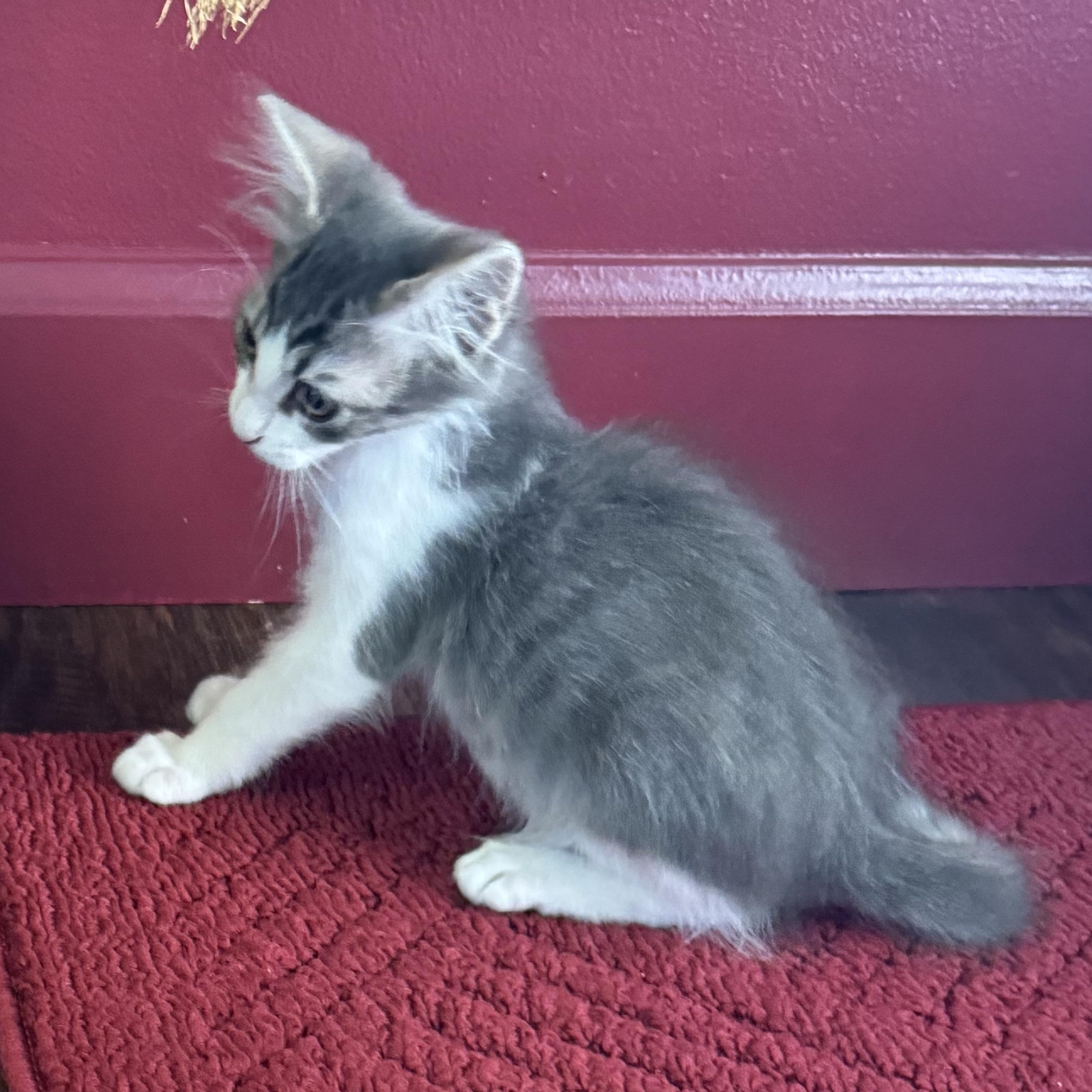 Enlarge Hyde, an adopted Tabby in Pasco, WA image 2/6